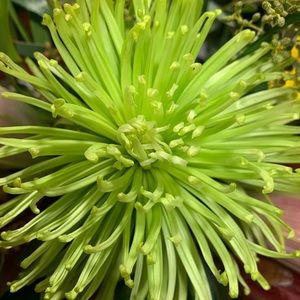 Meet your Posher, Flordeliza